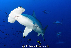 Hammerhead Sharks. by Tobias Friedrich 